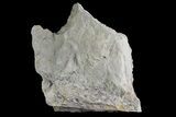 Fossil Lycopod Tree Root (Stigmaria) - Kentucky #176788-2